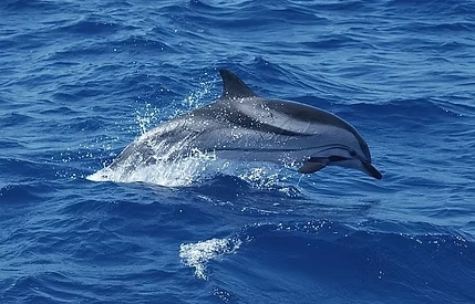 Pourquoi une excursion dauphin Martinique transforme-t-elle chaque voyage en souvenir inoubliable ? 1 excursion dauphin Martinique